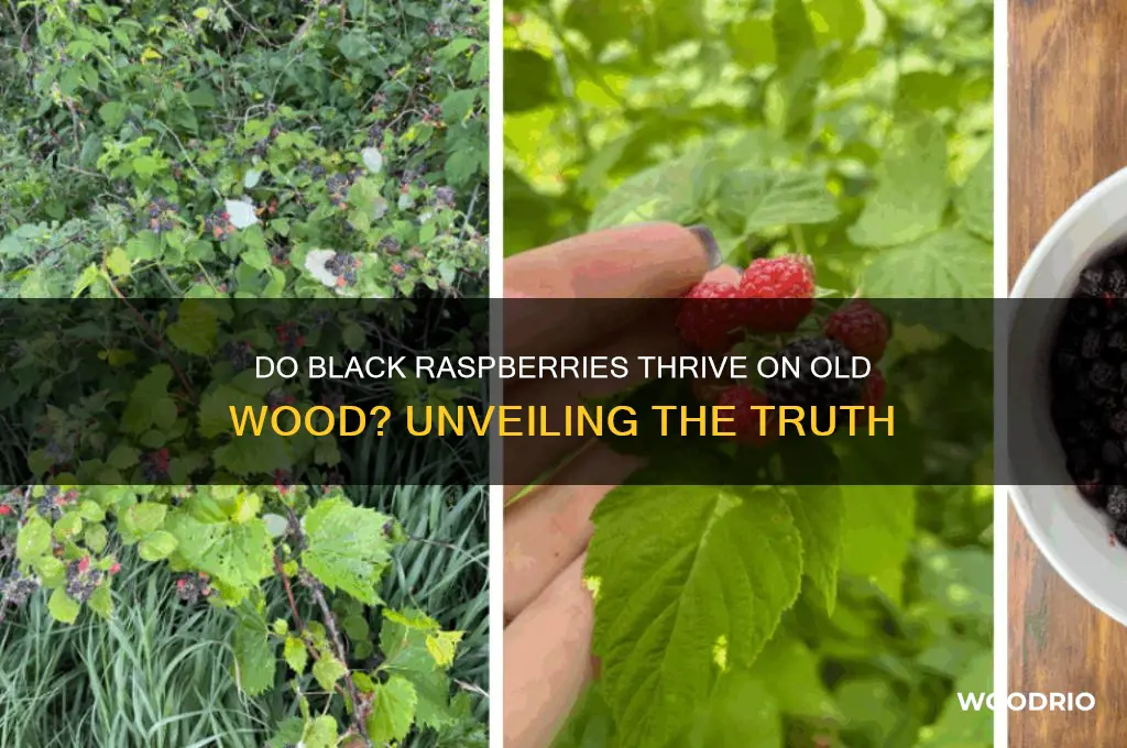 do black raspberries grow on old wood