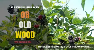 Blackberry Bush Basics: New or Old Wood for Fruiting?