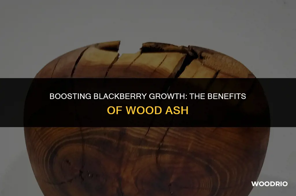 do blackberries like wood ash