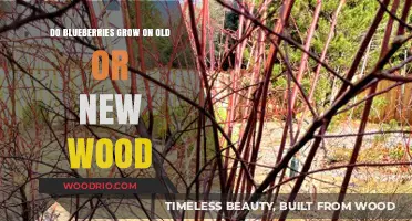 Blueberries: Understanding Growth on Old vs. New Wood for Optimal Harvest
