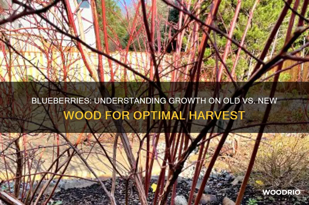 do blueberries grow on old or new wood
