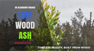 Nurturing Blueberry Bushes: The Benefits of Wood Ash