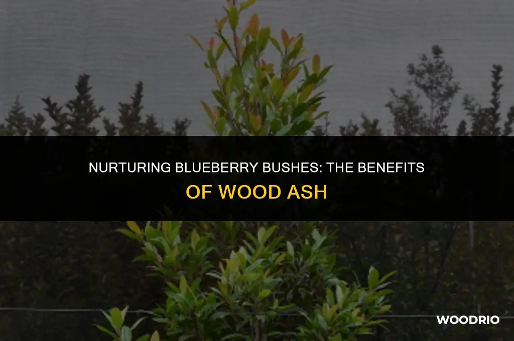 do blueberry bushes like wood ash