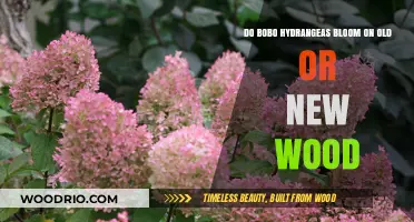 Bobo Hydrangeas: Blooming on Old or New Wood Explained