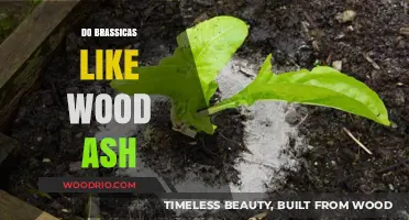 Nourishing Brassicas: The Benefits of Wood Ash in Your Garden