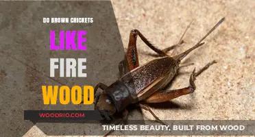 Exploring the Preferences of Brown Crickets: A Firewood Liking?