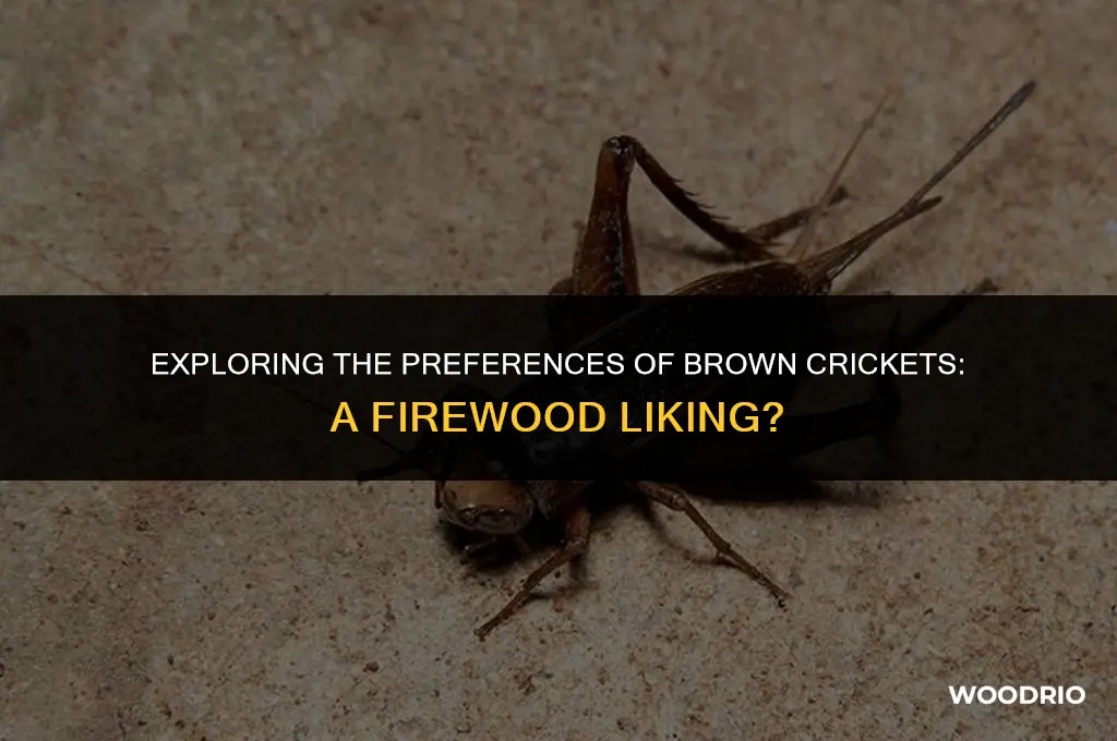 do brown crickets like fire wood
