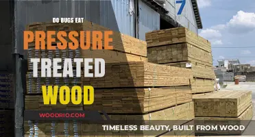 Do Bugs Feast on Pressure-Treated Wood? The Surprising Truth