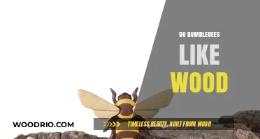 Nature's Carpenters: The Surprising Relationship Between Bumblebees and Wood