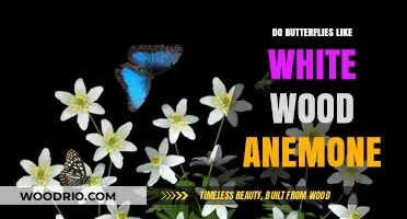 Nature's Delicate Dance: Do Butterflies Favor White Wood Anemones?