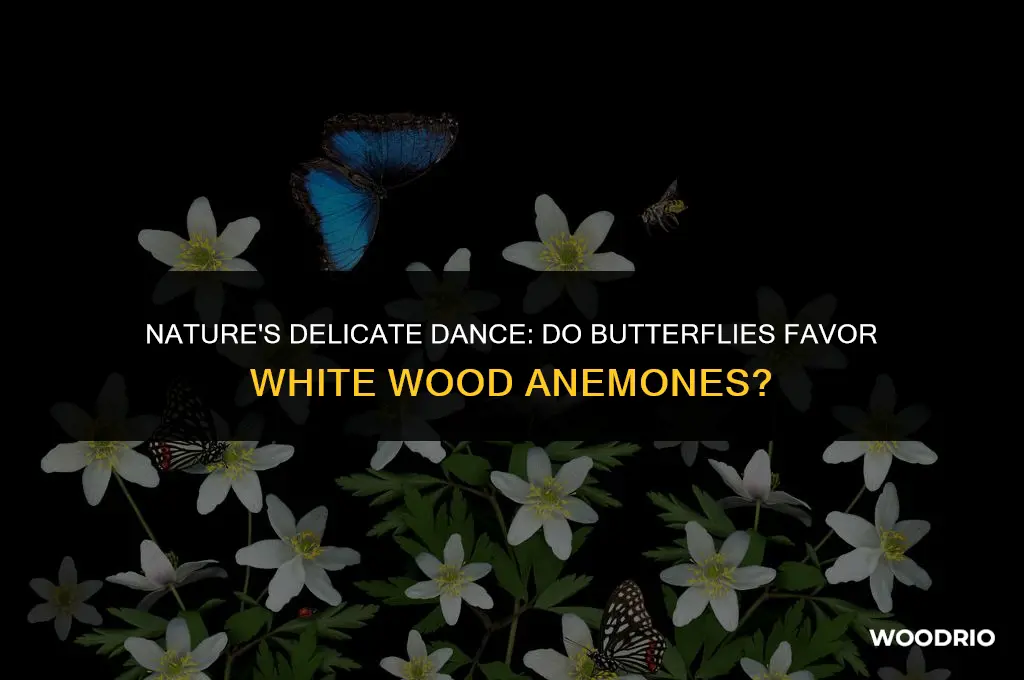 do butterflies like white wood anemone