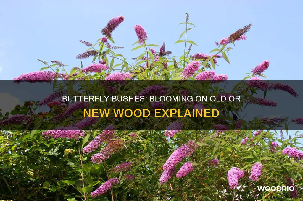 do butterfly bushes bloom on old or new wood