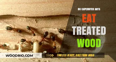 Do Carpenter Ants Feast on Treated Wood? A Definitive Answer