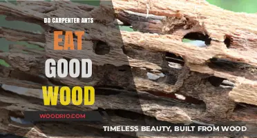 Do Carpenter Ants Really Feast on Quality Wood? The Truth Revealed