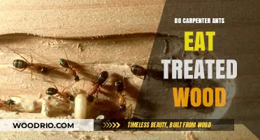 Do Carpenter Ants Feast on Treated Wood? A Definitive Answer
