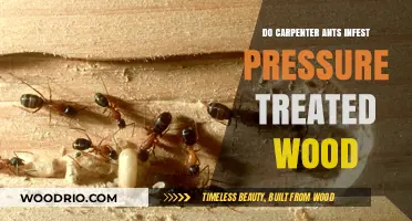 Can Carpenter Ants Invade Pressure-Treated Wood? Facts and Myths
