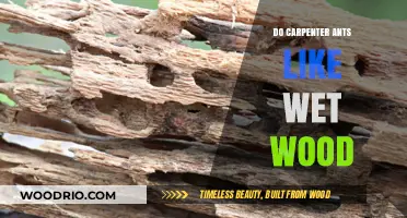 Exploring Carpenter Ants' Preferences: Do They Really Like Wet Wood?