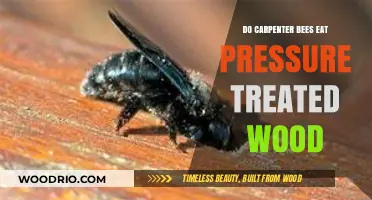 Carpenter Bees and Pressure Treated Wood: A Detailed Examination