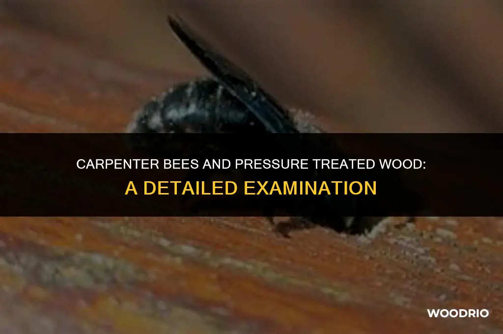 do carpenter bees eat pressure treated wood