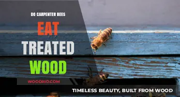 Deciphering Carpenter Bees' Appetite for Treated Wood: A Detailed Insight