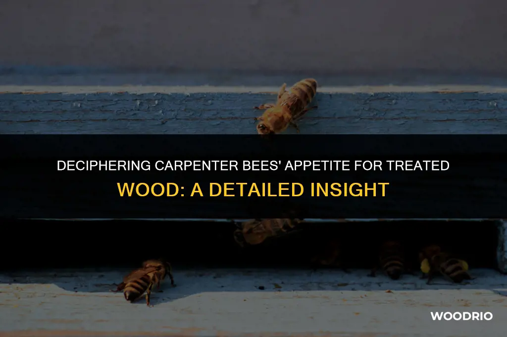 do carpenter bees eat treated wood