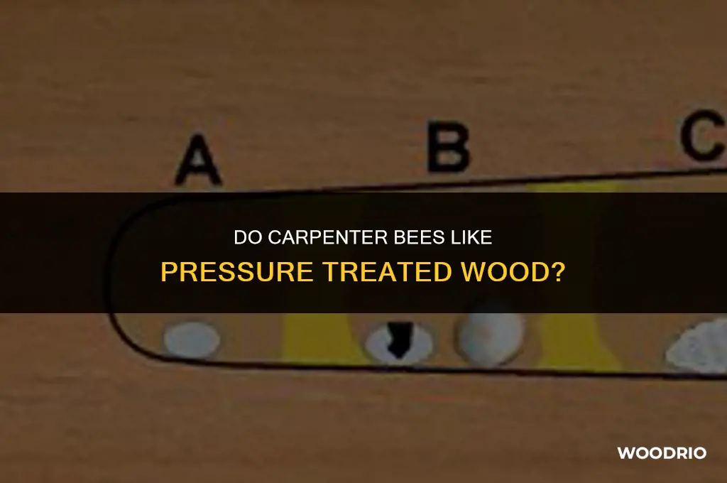 do carpenter bees like pressure treated wood