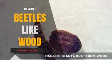 Wooden Worries: Do Carpet Beetles Really Like Wood?