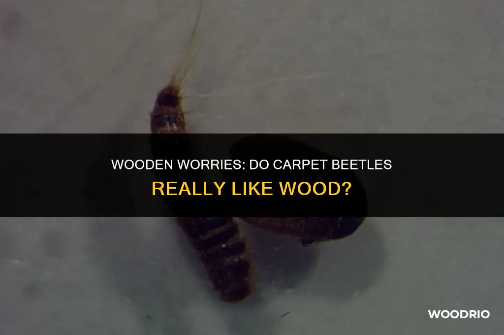 do carpet beetles like wood