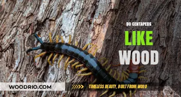 Exploring the Habitat Preferences of Centipedes: A Wooden Enquiry