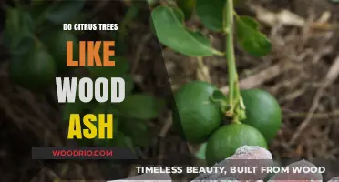 Nourishing Citrus Trees: The Benefits of Wood Ash