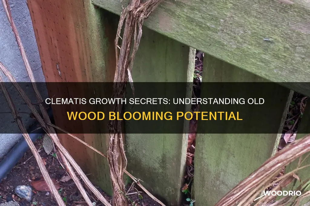 do clematis grow on old wood