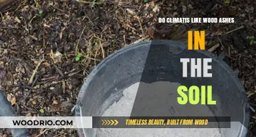 Enriching Soil with Wood Ashes: A Climate-Friendly Gardening Hack?