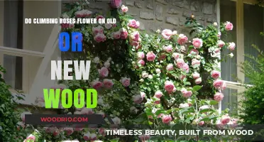 Climbing Roses: Blooming on Old Wood or New Growth?