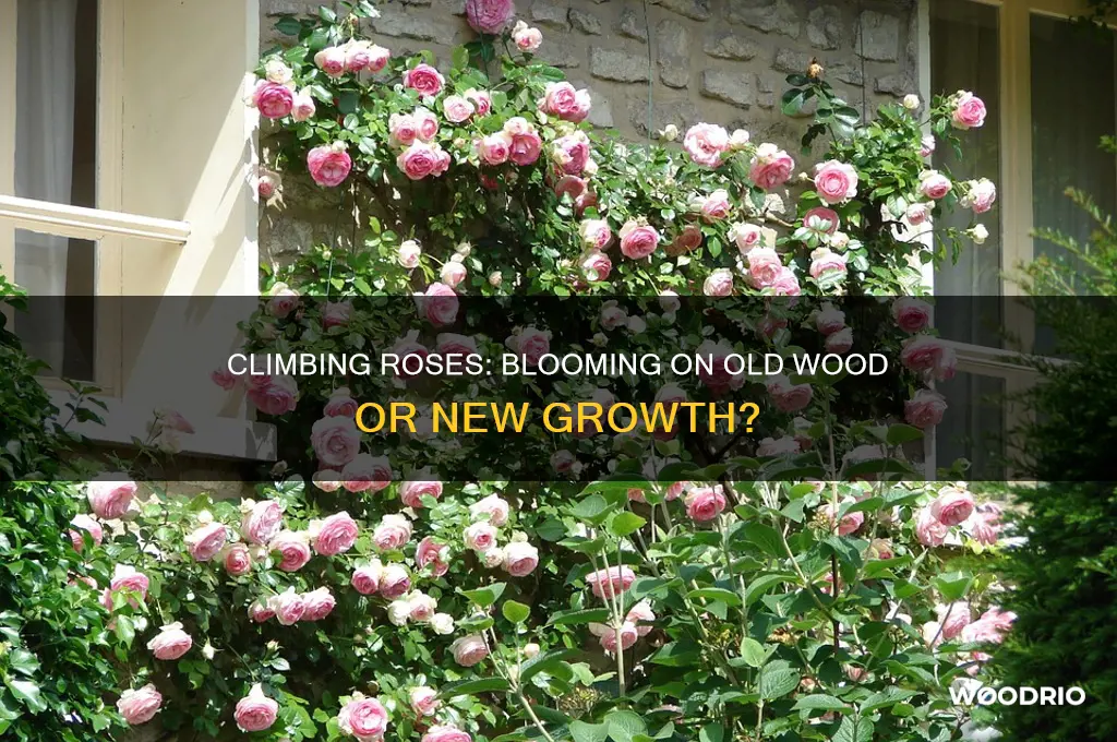 do climbing roses flower on old or new wood