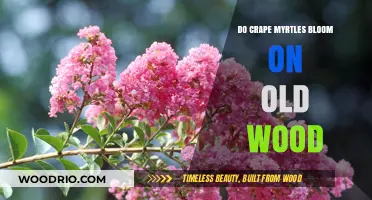Do Crape Myrtles Bloom on Old Wood? Unraveling the Mystery