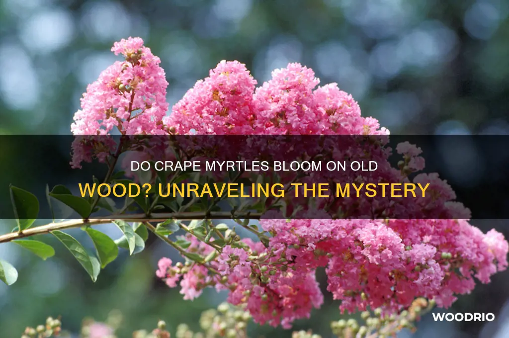 do crape myrtles bloom on old wood