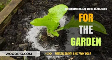 Boost Your Garden's Health: The Surprising Benefits of Cucumbers and Wood Ashes