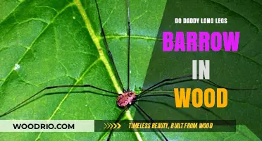 Do Daddy Long Legs Burrow in Wood? Unveiling the Truth