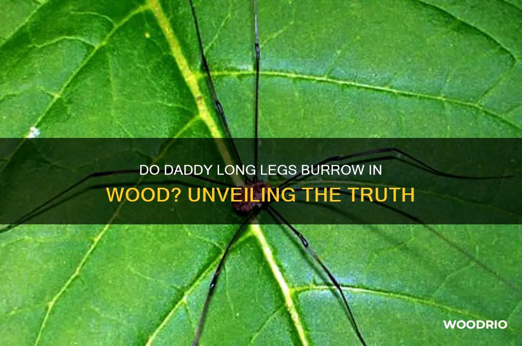 do daddy long legs barrow in wood