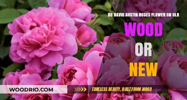 David Austin Roses: Blooming on Old Wood or New Growth?