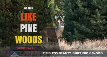 Deer's Delight: Exploring Their Affinity for Pine Woods