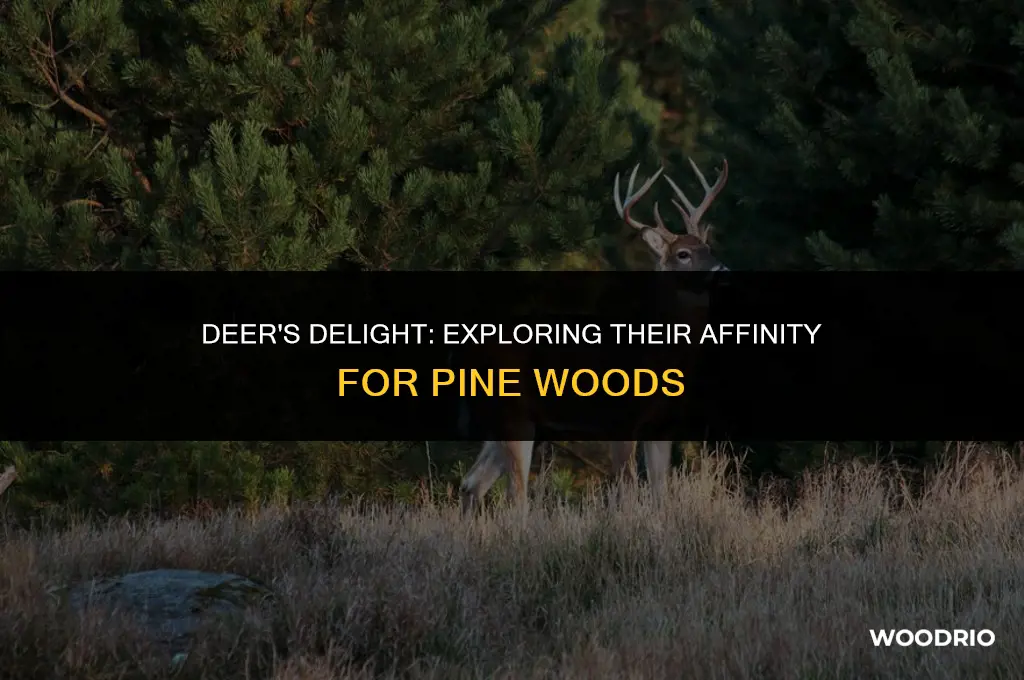 do deer like pine woods