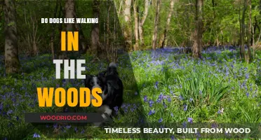 Exploring Nature's Trails: Do Dogs Delight in Woodland Walks?
