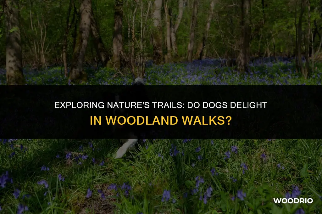 do dogs like walking in the woods