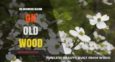 Do Dogwoods Bloom on Old Wood? Unraveling the Mystery