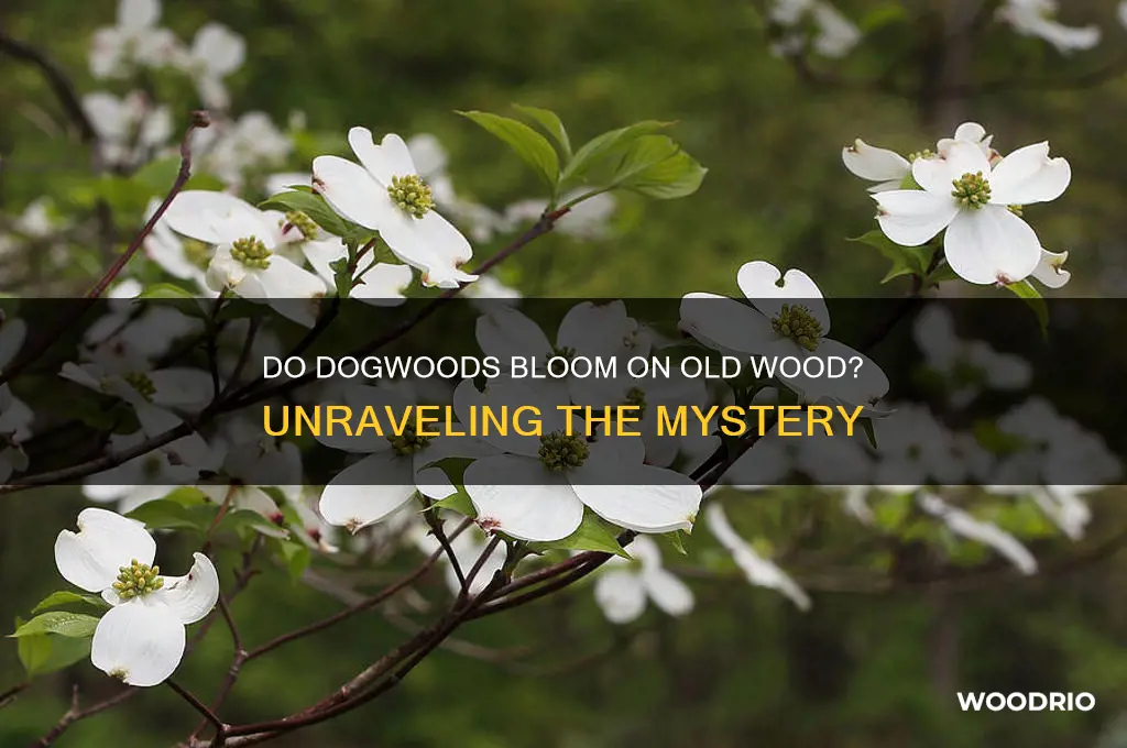 do dogwood bloom on old wood