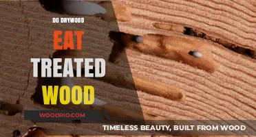 Do Drywood Termites Feast on Treated Wood? A Comprehensive Guide