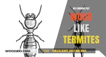Earwigs vs. Termites: Debunking the Wood-Eating Myths
