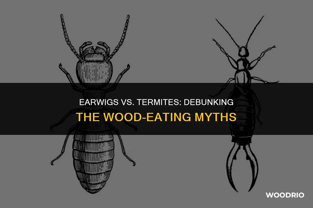 do earwigs eat wood like termites
