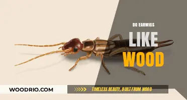 Nature's Little Carpenters: Do Earwigs Really Like Wood?